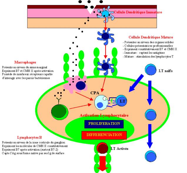 Montrer Comment Les Macrophages Interviennent Dans La Réponse ...